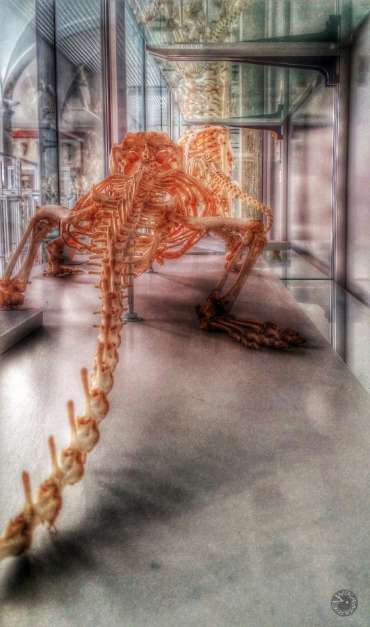 skeleton       