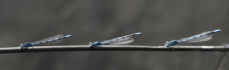 Dragonfly chain     