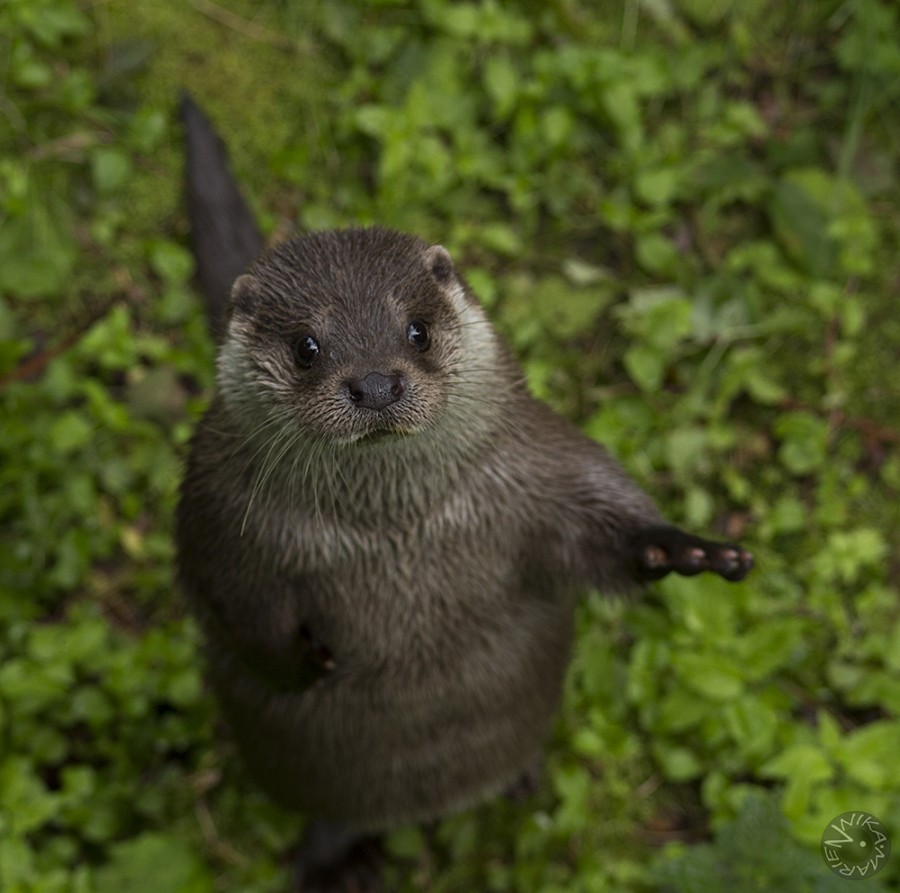 Otter, Nationalpark Bavarian Forest         