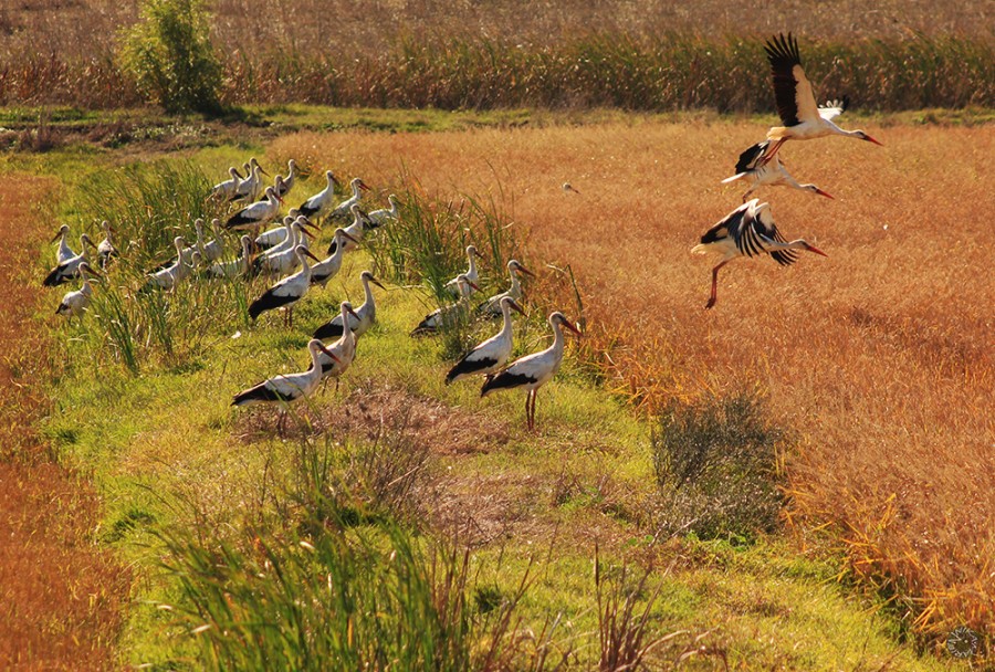 White storks, La Janda, Spain       