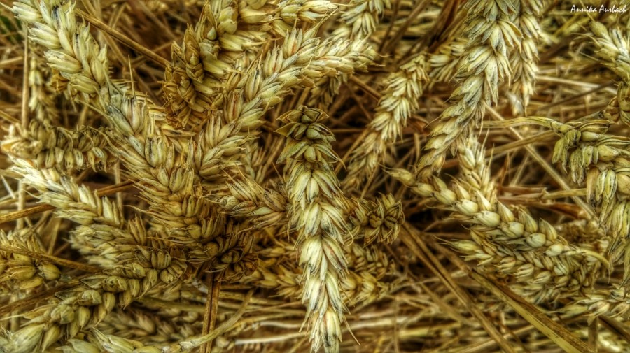 Wheat, Germany, HDR   