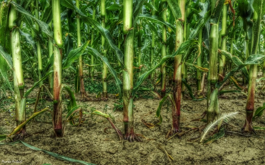 Corn, Germany, HDR   