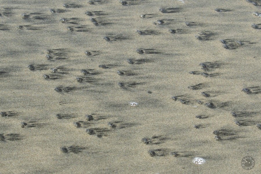 Snails in sand, Ecuador      