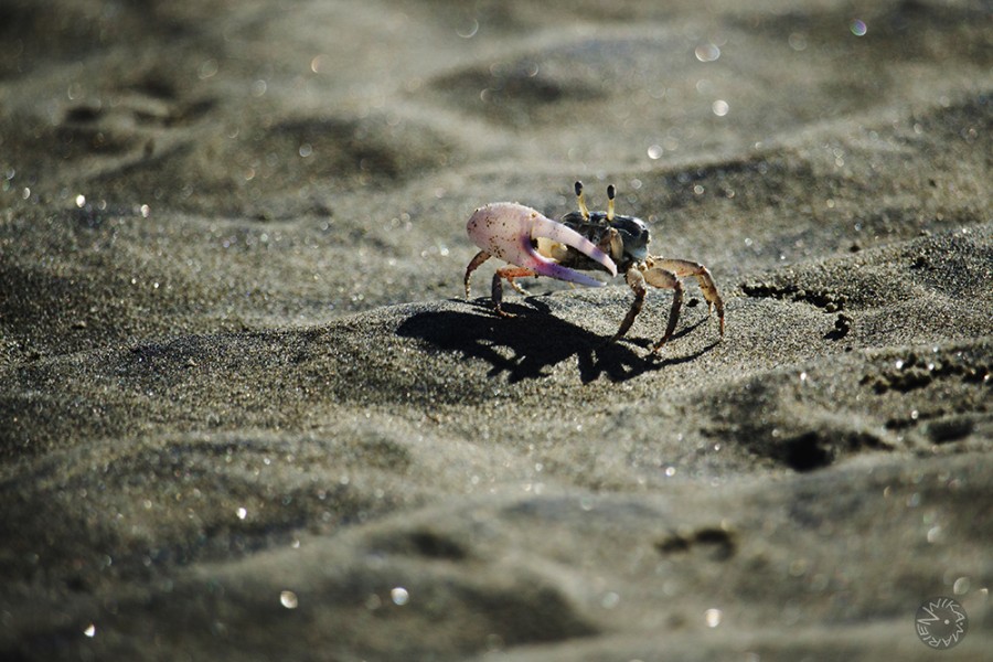 Crab Crustacea Ecuador                 
