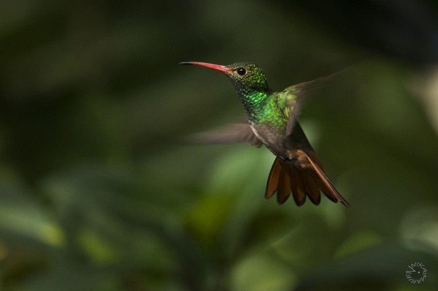 Kolibri Ecuador            
