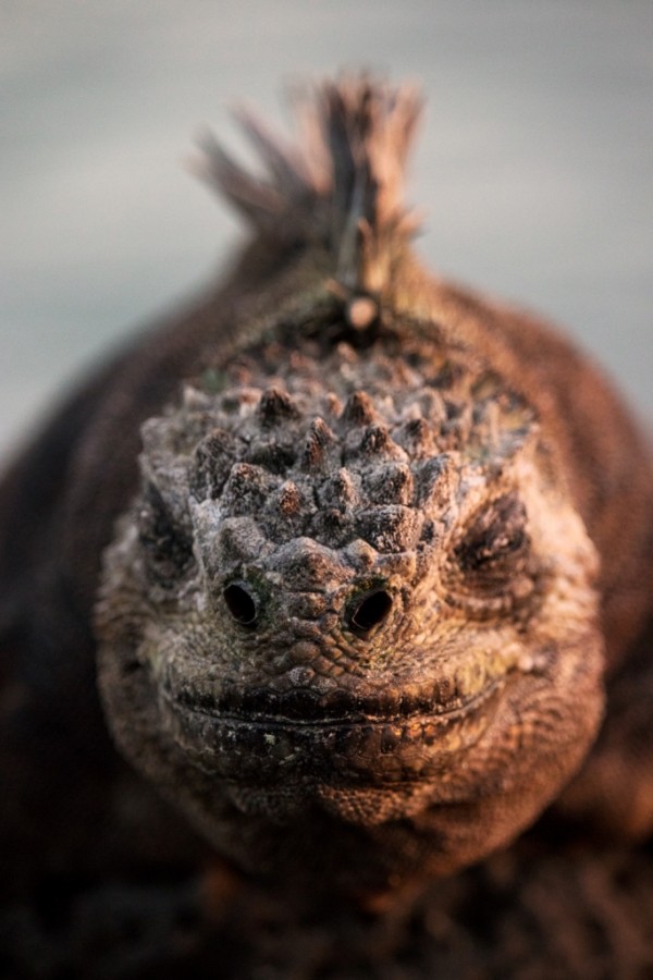 Marine Iguana (Amblyrhynchus cristatus) (Galapagos) 