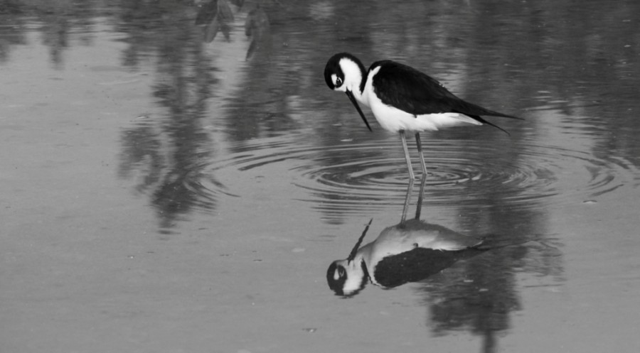 Balck-necked stilt (Himantopus mexicanus)