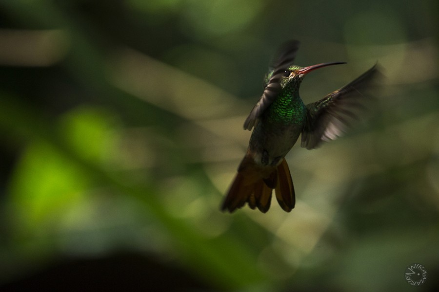 Kolibri Ecuador                 
