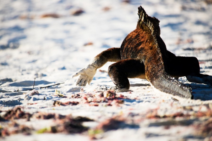 Marine Iguana (Amblyrhynchus cristatus) (Galapagos) 