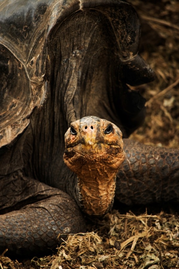 Galapagos land turtle