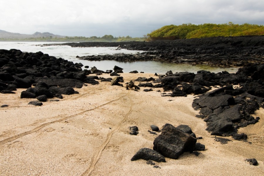 Galapagos Isabela Island