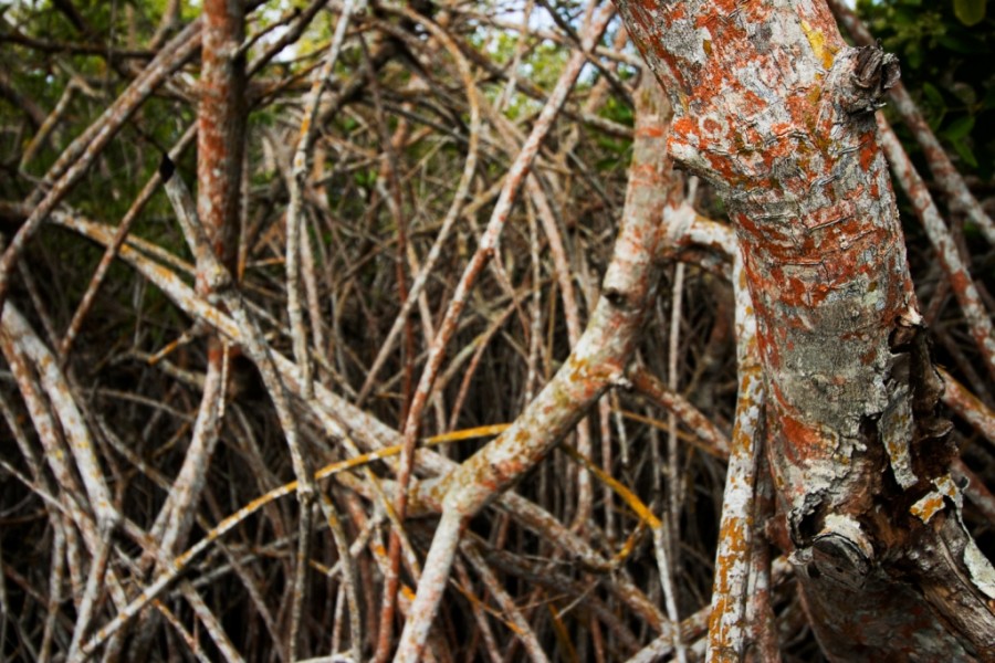 Mangroves Galapagos