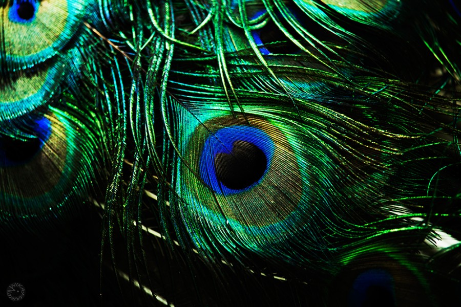 Indean Peafowl (Pavo cristatus)