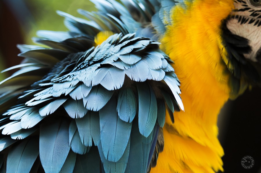 Parrot feather Ecuador        