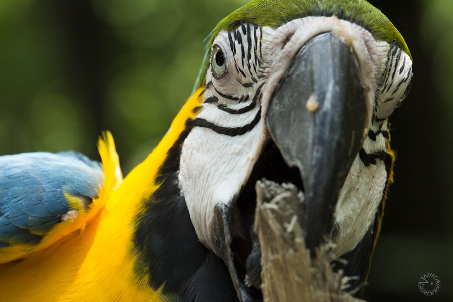 Parrot Ecuador           