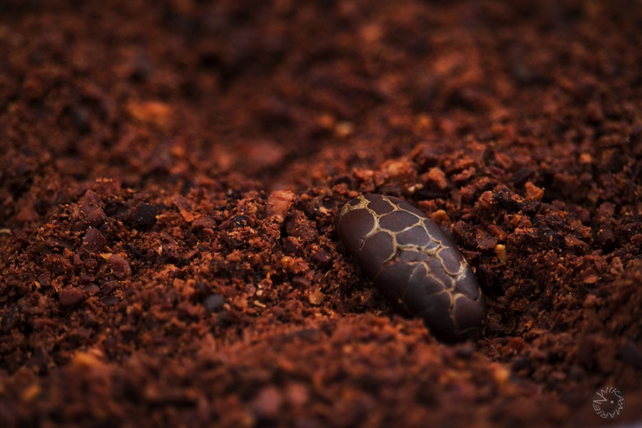 Cacao bean crashed, Ecuador   
