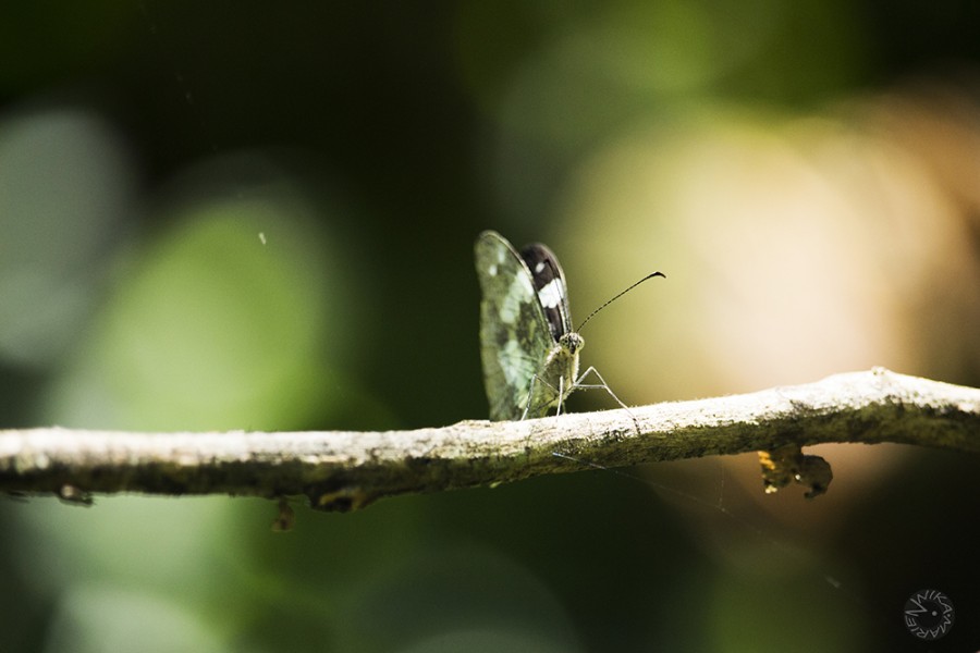 Butterfly Ecuador            