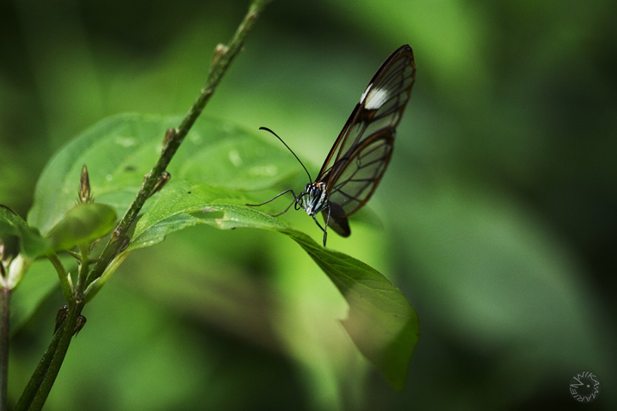 Butterfly Ecuador           