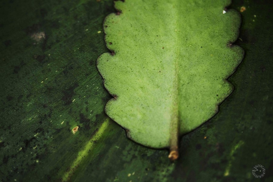 leaf, Amazonas, Ecuador   