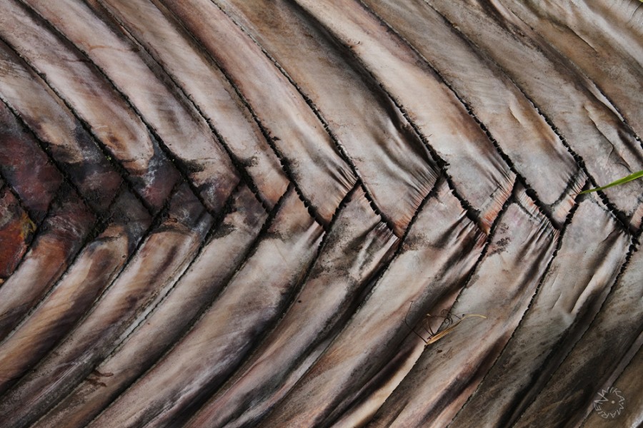 Palm, Ecuador   