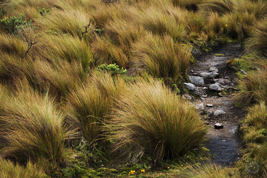 El Cajas Nationalpark, Ecuador         