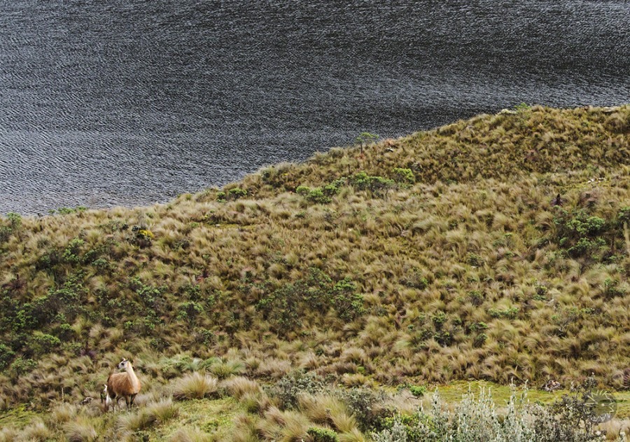 Llama in El Cajas Nationalpark Ecuador           