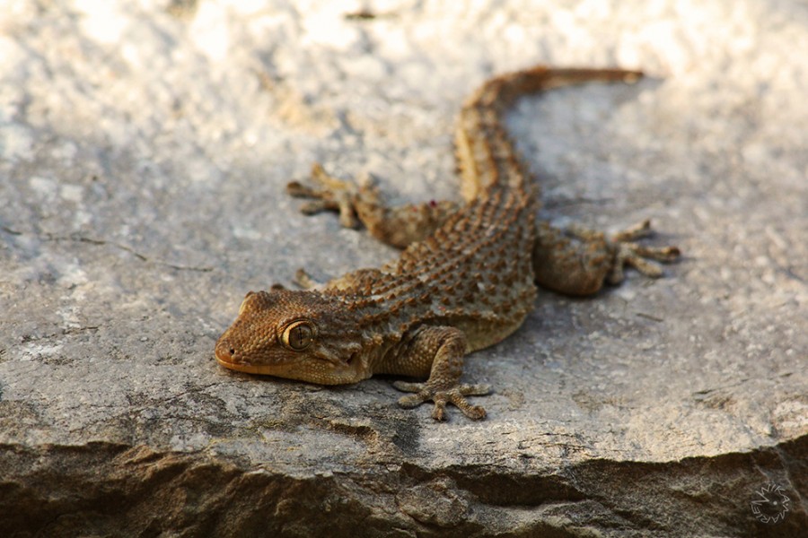Gecko Spain            