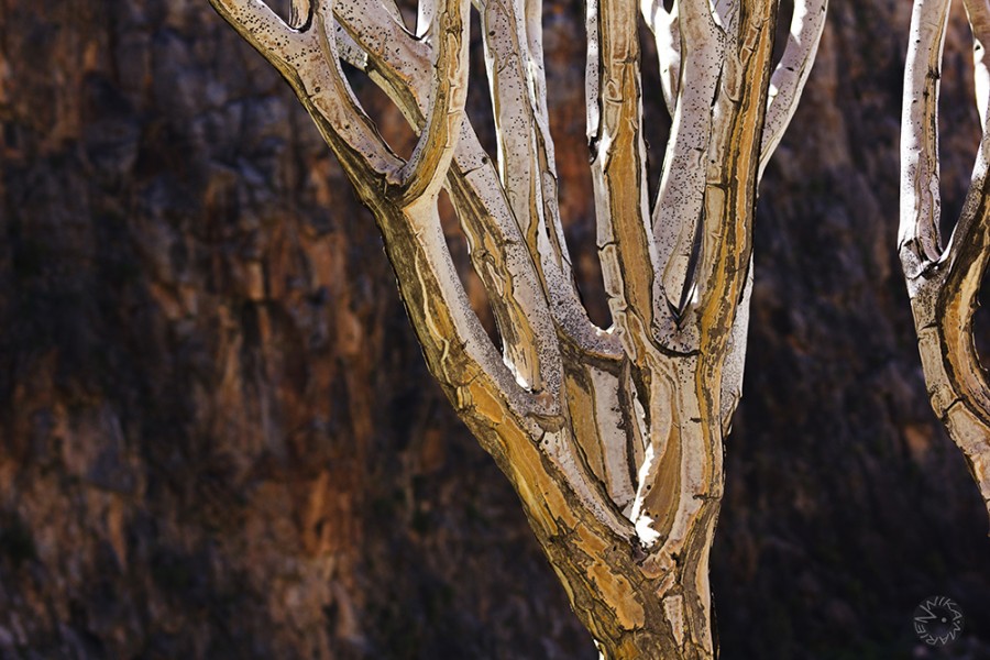 Quiver tree (Aloe dichotoma), Namibia          