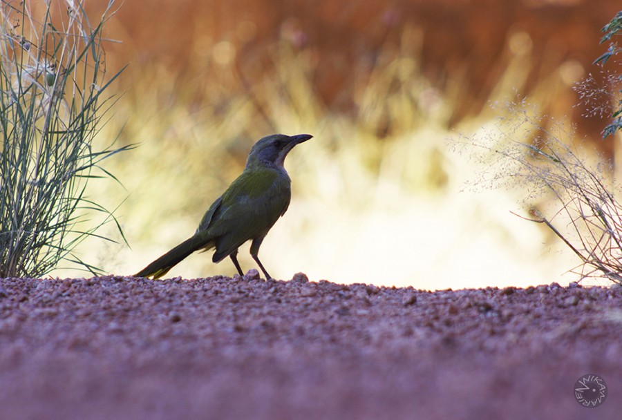 XXX Namibia Africa           