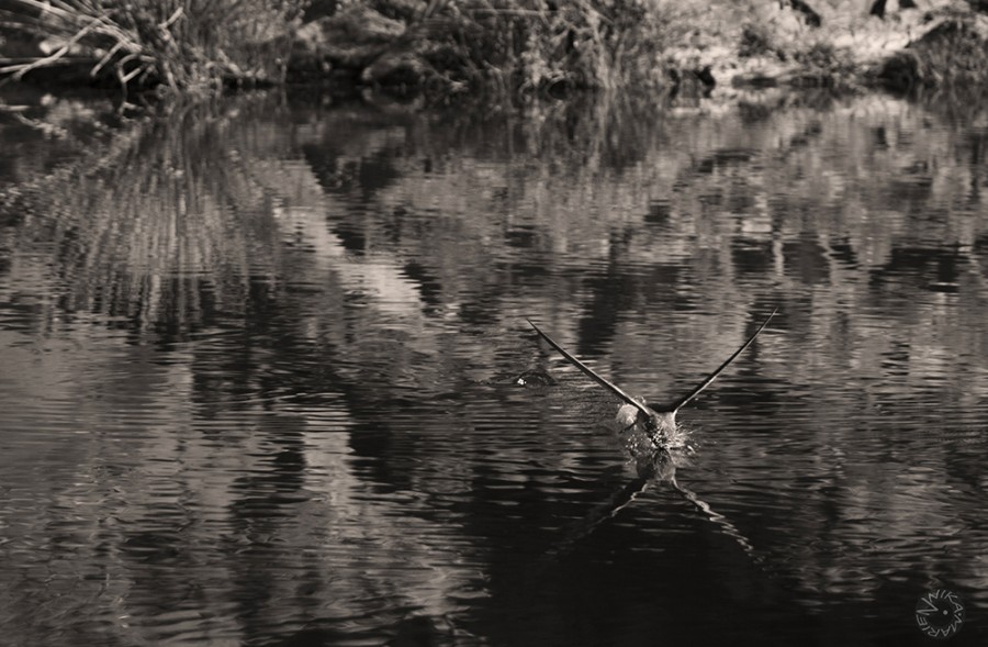 Drinking Swallow (Riparia XX), Namiba           