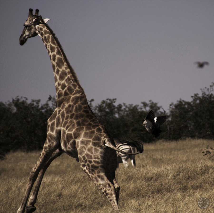 Baby giraffe playing with duck Namibia          