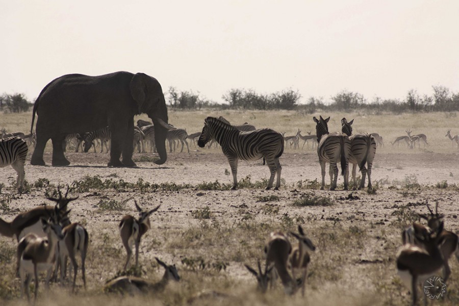 Elefants Zebra Springbock at Etosha waterhole Namibia          
