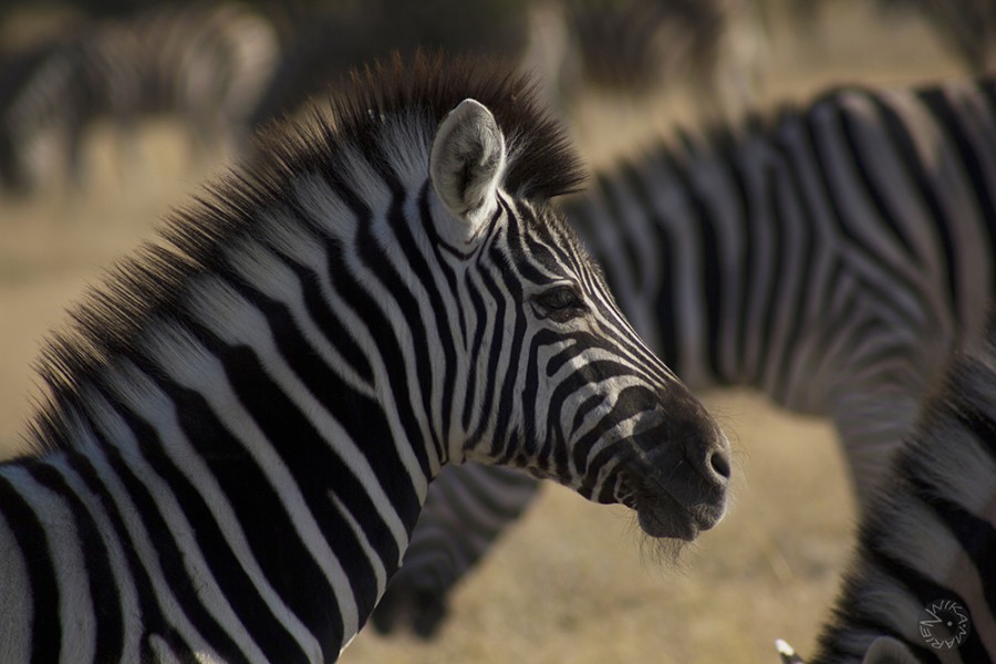 Zebra (Equus guagga) in Etosha, Namibia, Africa     
