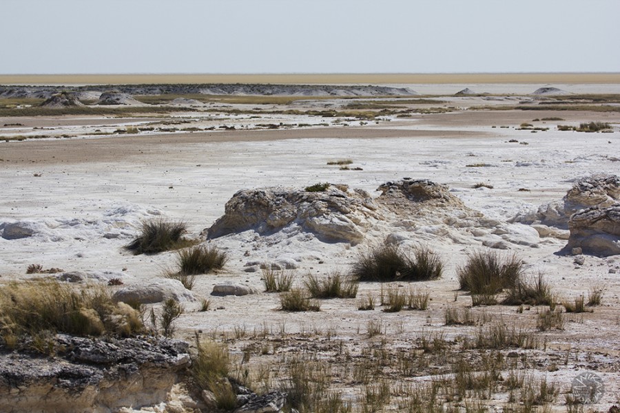 Etosha, Namibia      