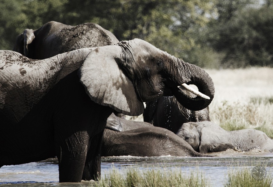 Elefant, Etosha, Namibia, Africa     
