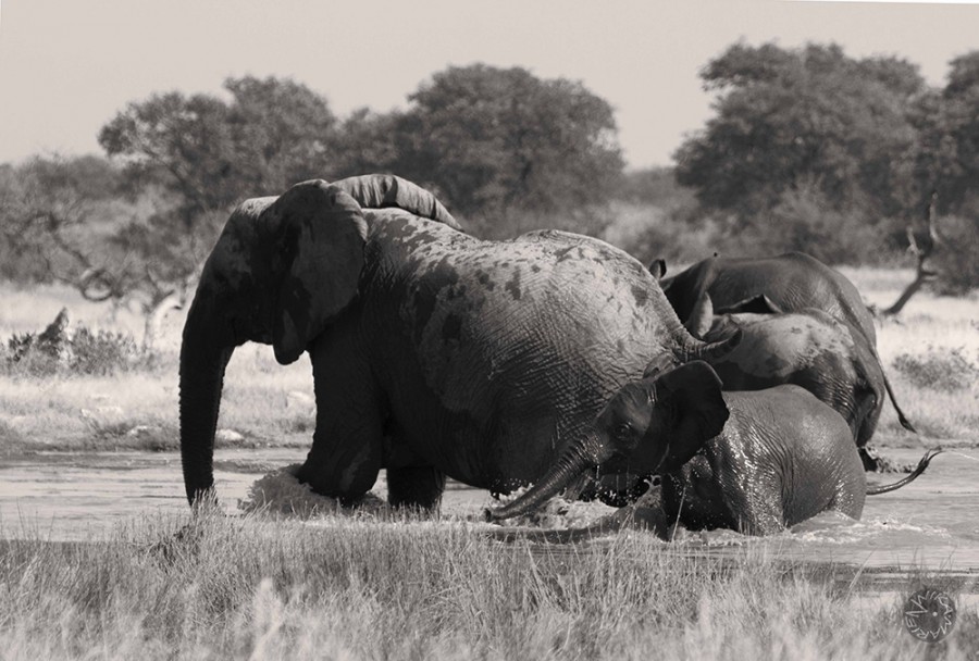 Desert elefants playing in Etosha s waterhole, Namibia, Africa     
