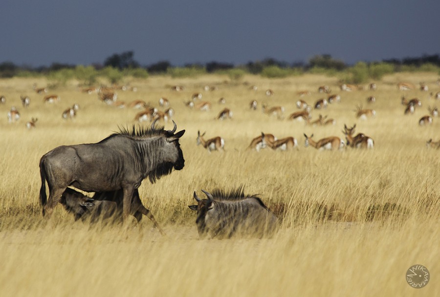 Buffalo family, Etosha, Namibia      