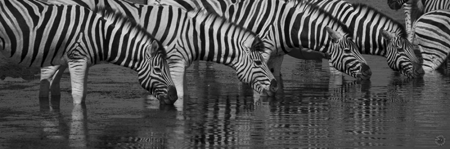 Zebra drinking in Etosha, Namibia    