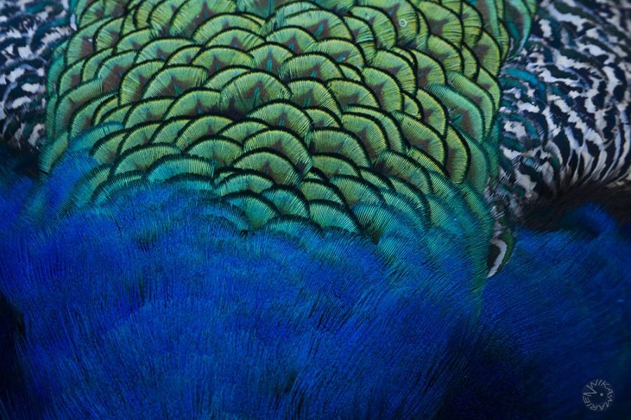 Peafowl (Pavo cristatus), Africa   