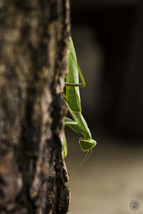 Mantis, Namibia    