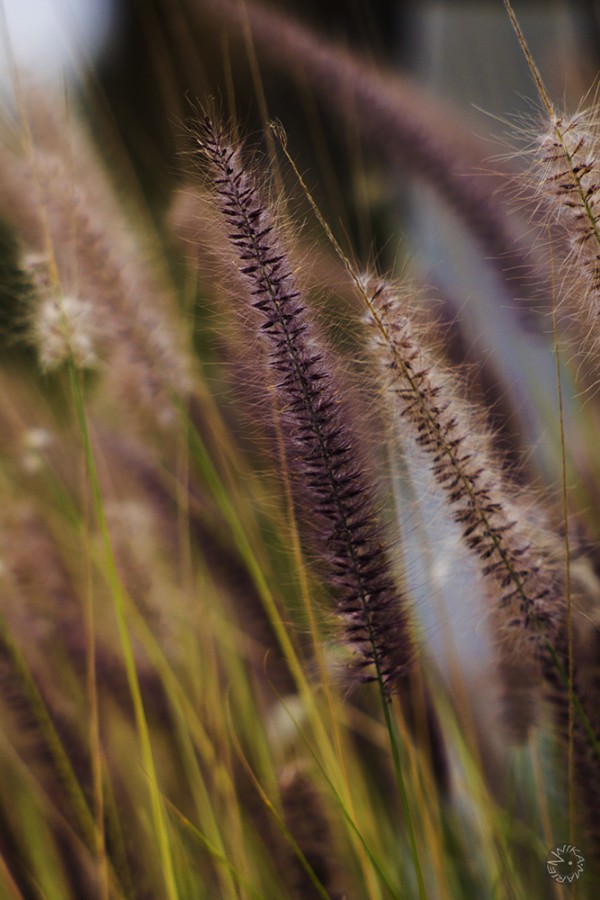 Lila gras, Namibia           