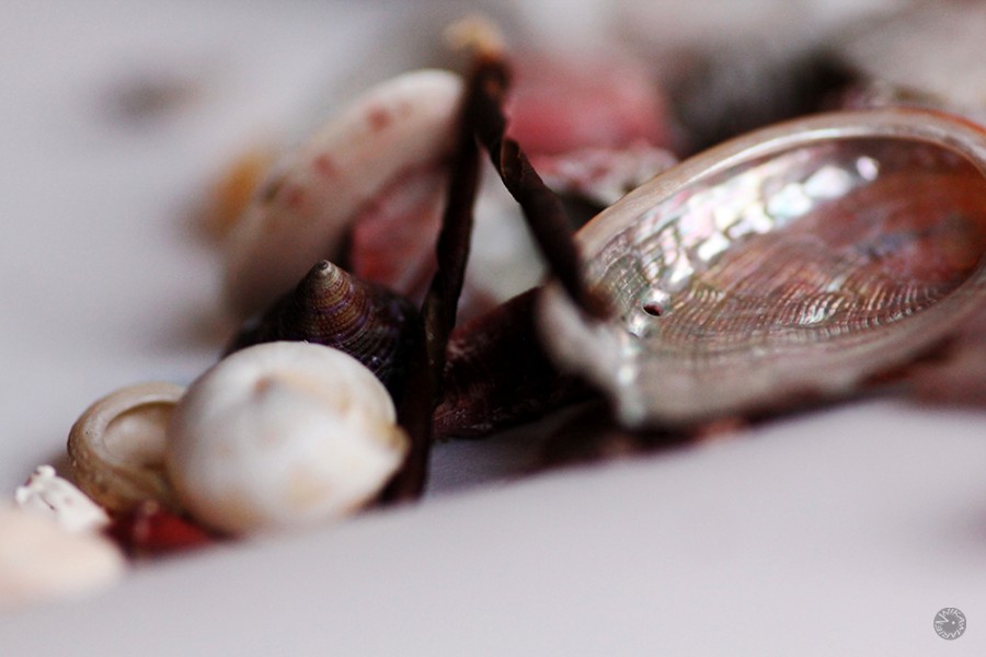 Mussels, Spain   