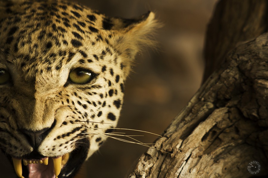 Lepard, Namibia            
