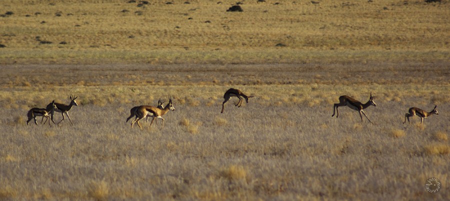 Springbock, Namibia   