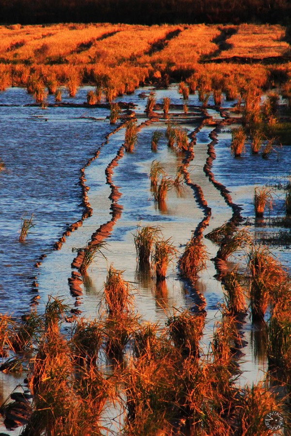 Rice plantage, Spain   