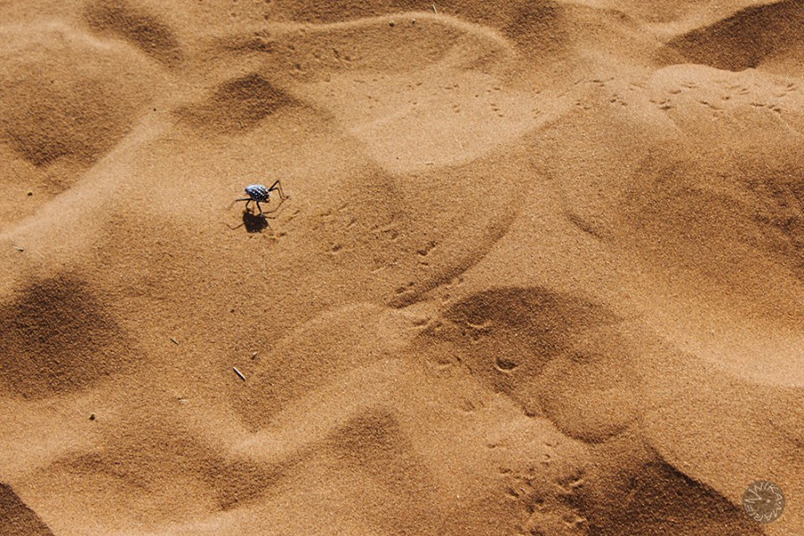 Sandbeetle, Namibia            