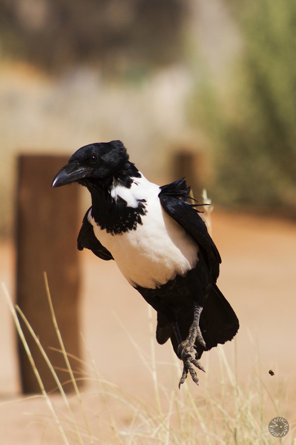 Pied crow (Corvus alba), Namibia    