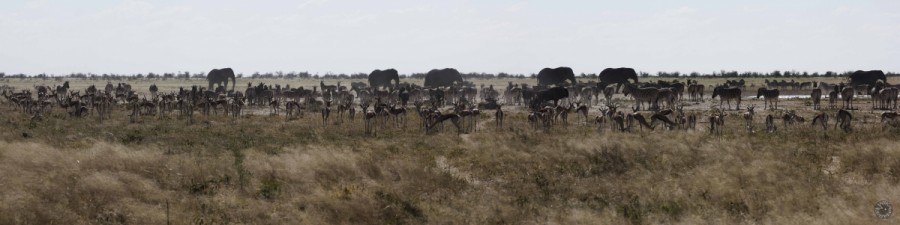 Waterhole Etosha, Namibia           