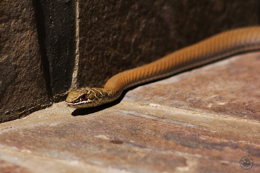 Grassnake (Psammophis spec.), Namibia    