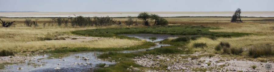 waterhole, Etosha, Namibia   